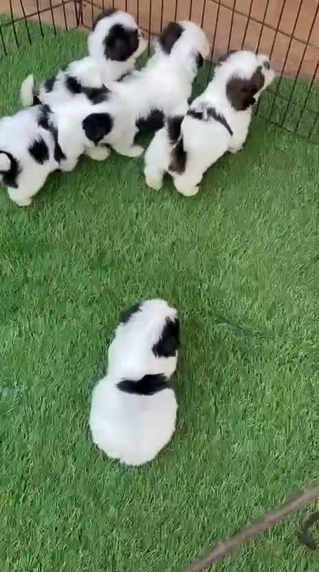 Shih Tzu | Black Color, farm video