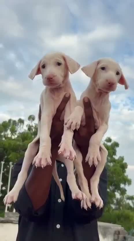 Dachshund Puppy | Brown, farm video