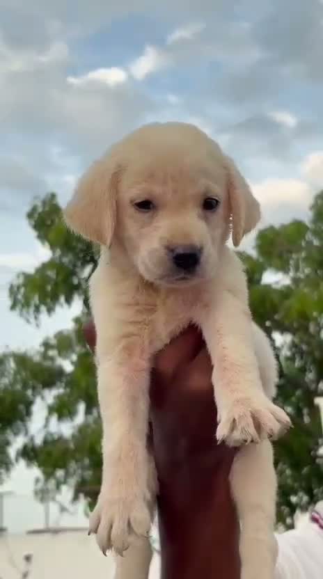 Dachshund Puppy | Brown, farm video