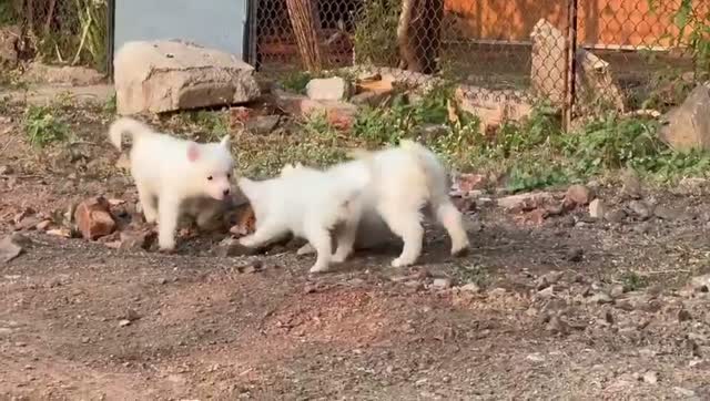 Pomeranian Puppy, farm video