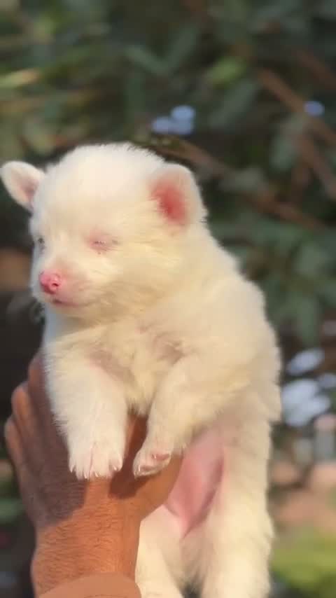 Pomeranian Puppy, farm video