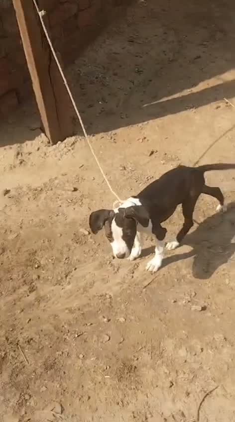 Dachshund Puppy | Brown, farm video