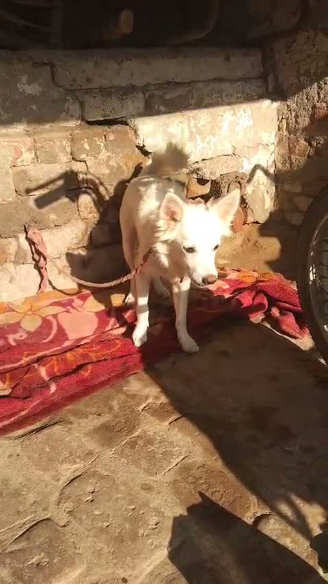 Pomeranian Puppy, farm video