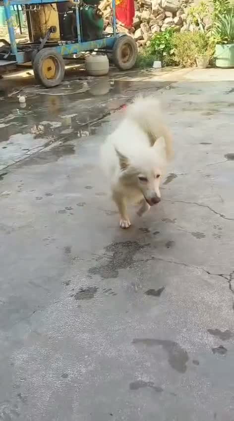 Pomeranian Puppy, farm video