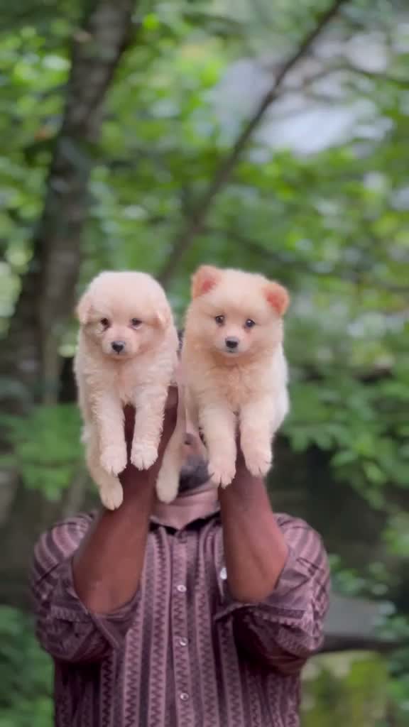 Pomeranian Puppy, farm video