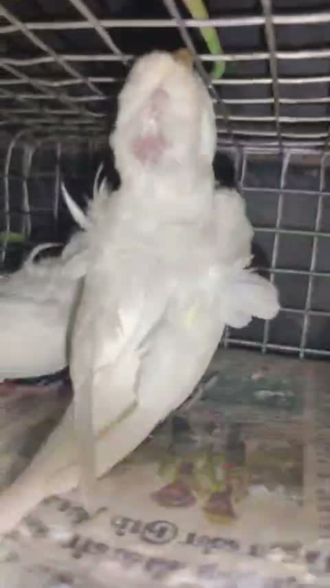 Hogoromo Budgies, farm video