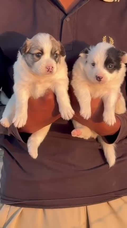 Pomeranian Puppy, farm video