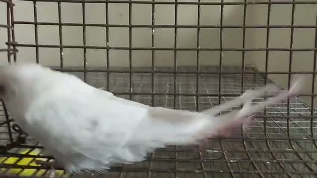 Budgies | Fallow, farm video
