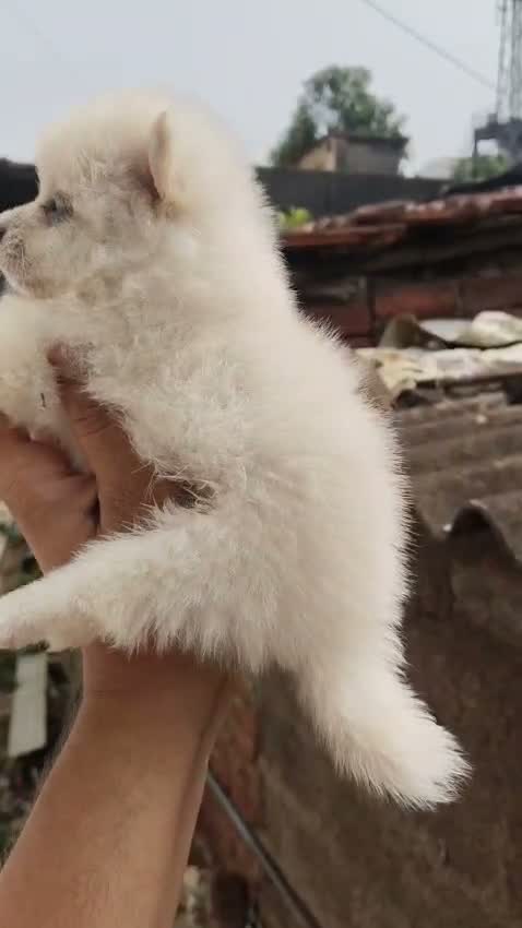 Pomeranian Puppy, farm video