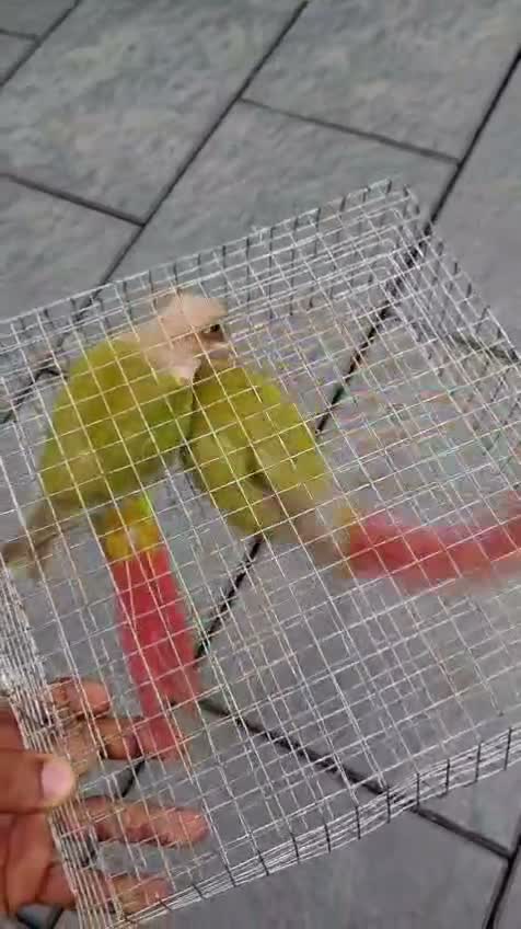 Emma Conure, farm video