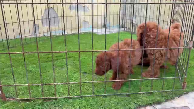 Toy Poodle Puppy, farm video