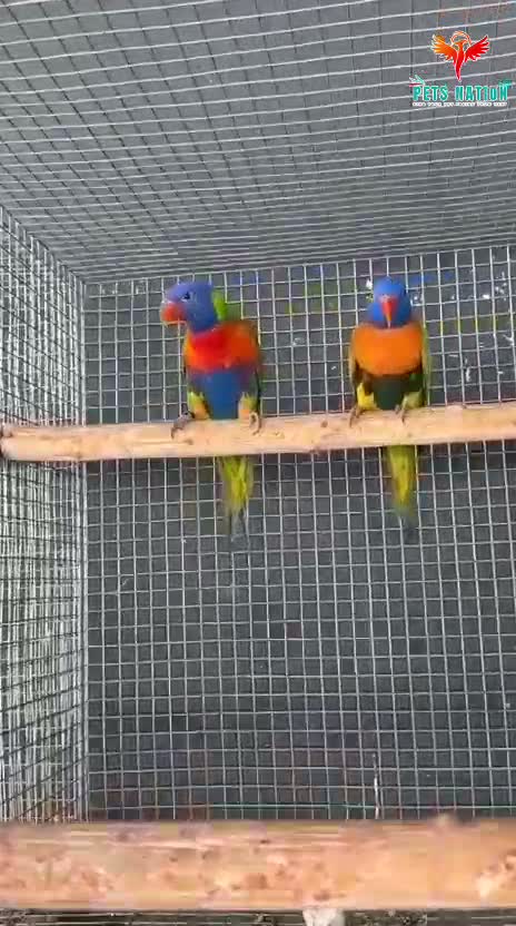 Rainbow Lorikeet, farm video