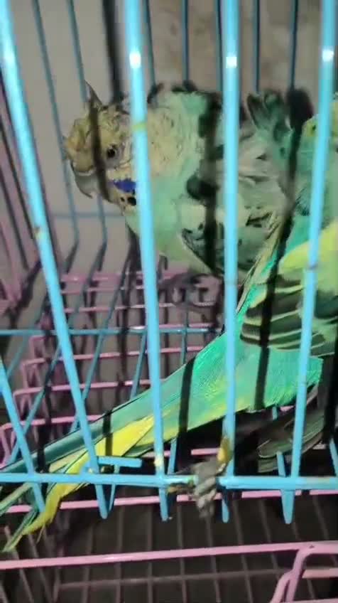 Hogoromo Budgies, farm video