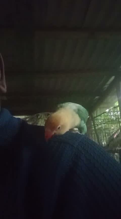 African Love Birds | Violet, farm video