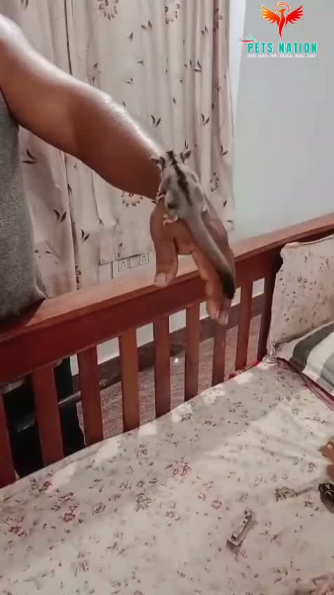 Sugar Glider | Grey, farm video