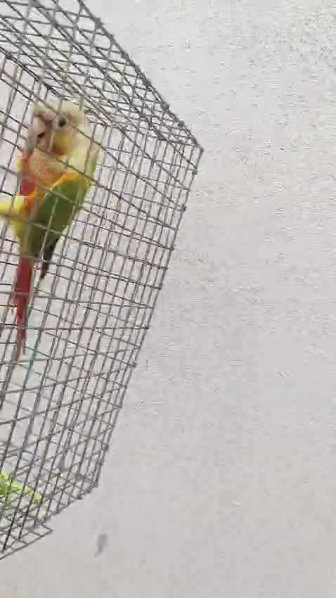 Emma Conure, farm video