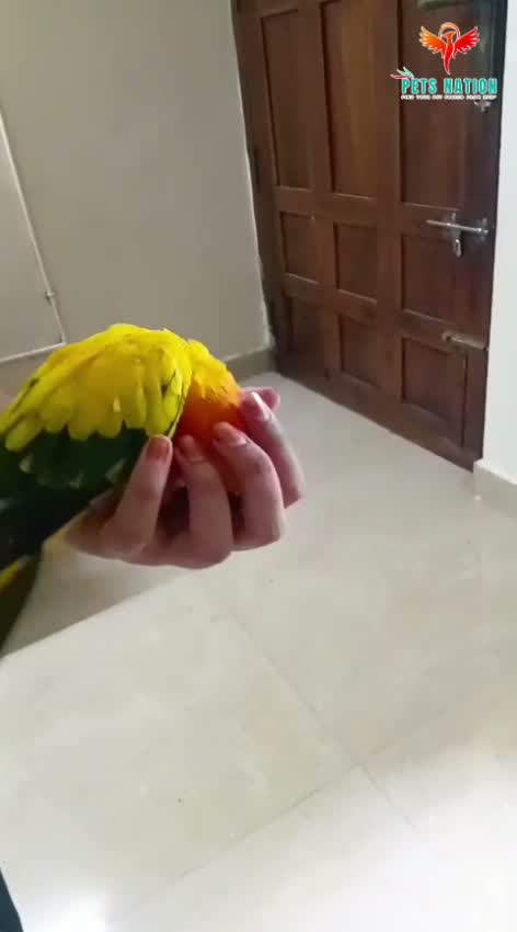 Emma Conure, farm video