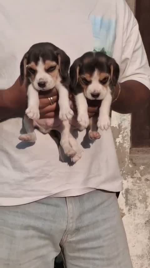 Beagle Black & Tan Puppy, farm video
