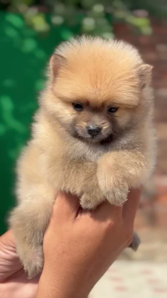 Toy Poodle Puppy, farm video