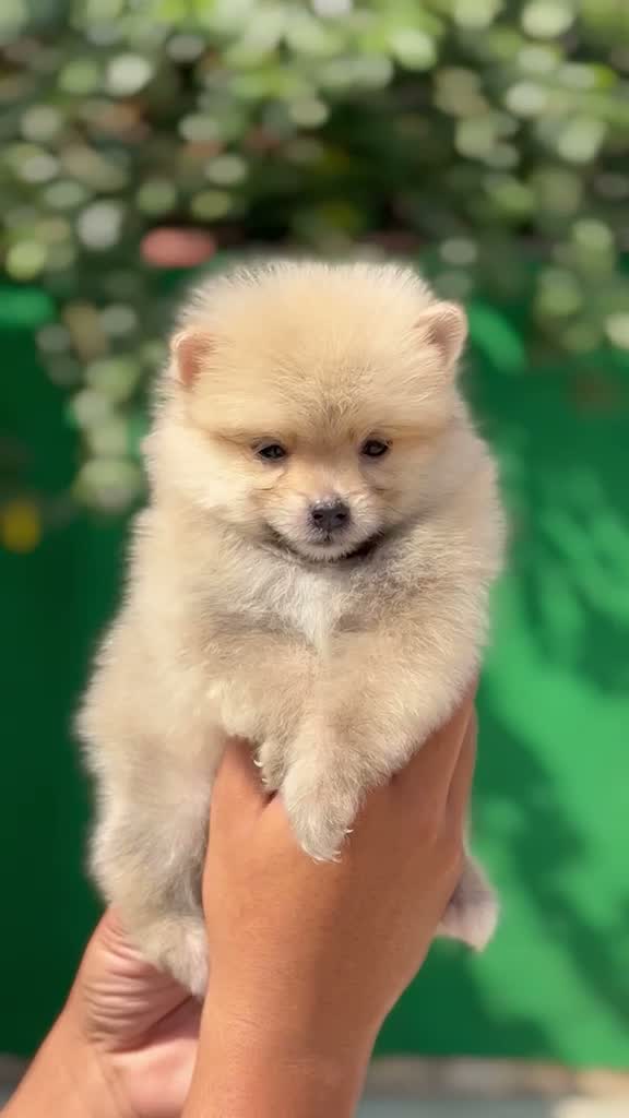 Toy Poodle Puppy, farm video