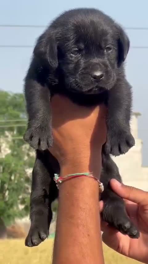 Beagle Black & Tan Puppy, farm video