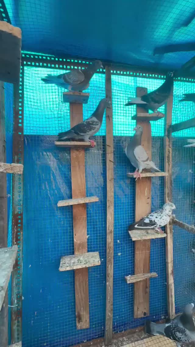 Homer Pigeon, farm video
