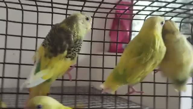 Budgies | Fallow, farm video