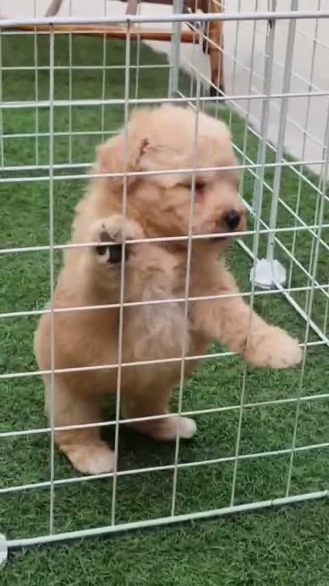 Maltipoo Puppy, farm video