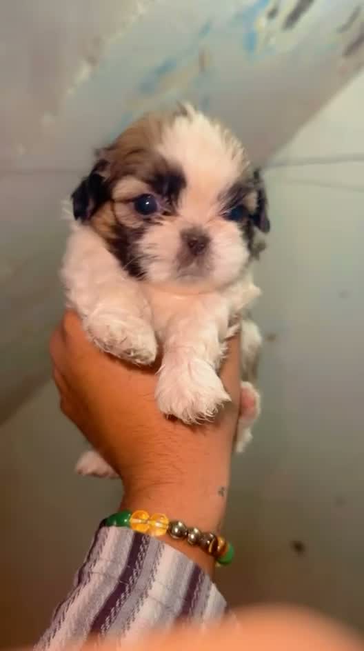 Shih Tzu | Black Color, farm video