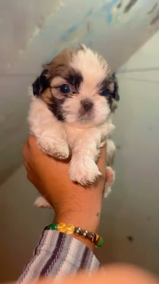 Shih Tzu | Black Color, farm video