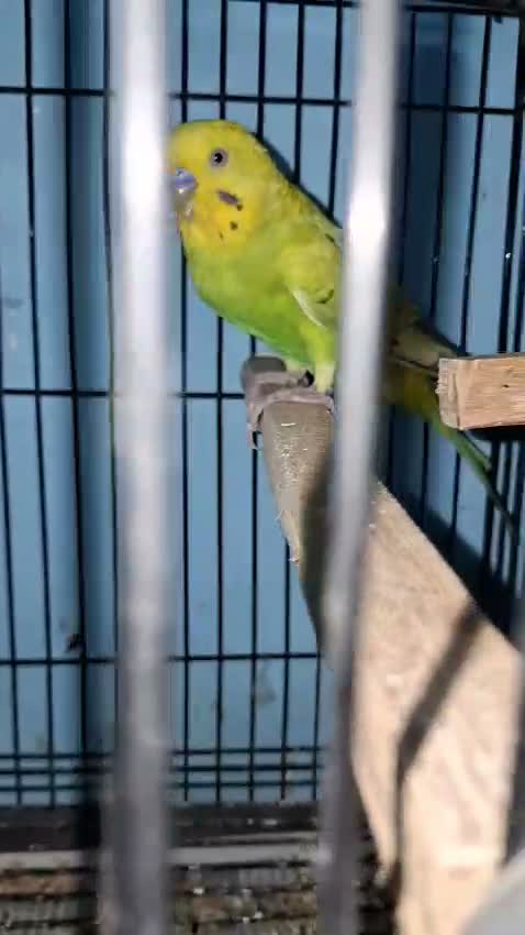 Budgies | Fallow, farm video