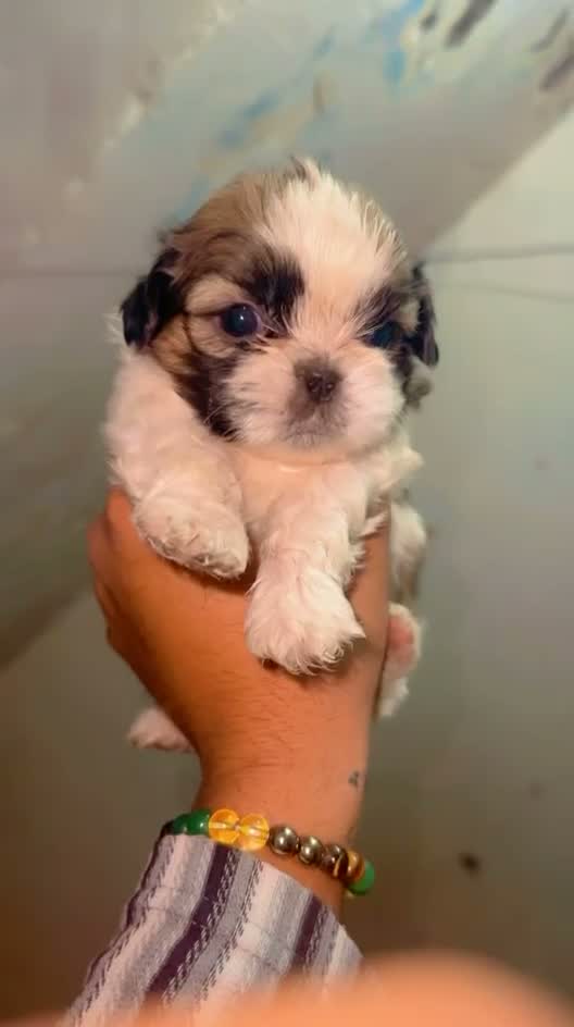 Shih Tzu | Black Color, farm video