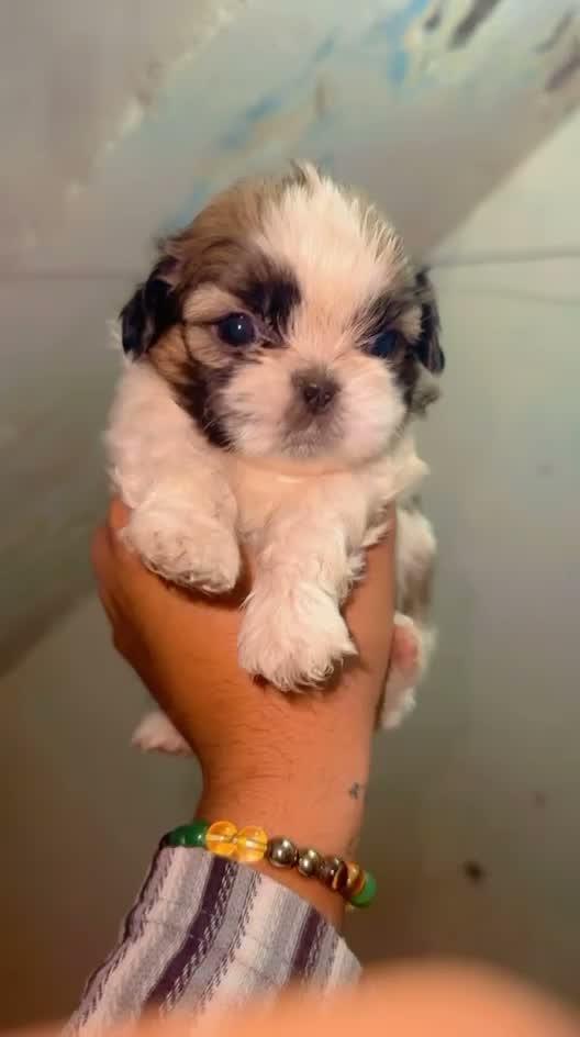 Shih Tzu | Black Color, farm video