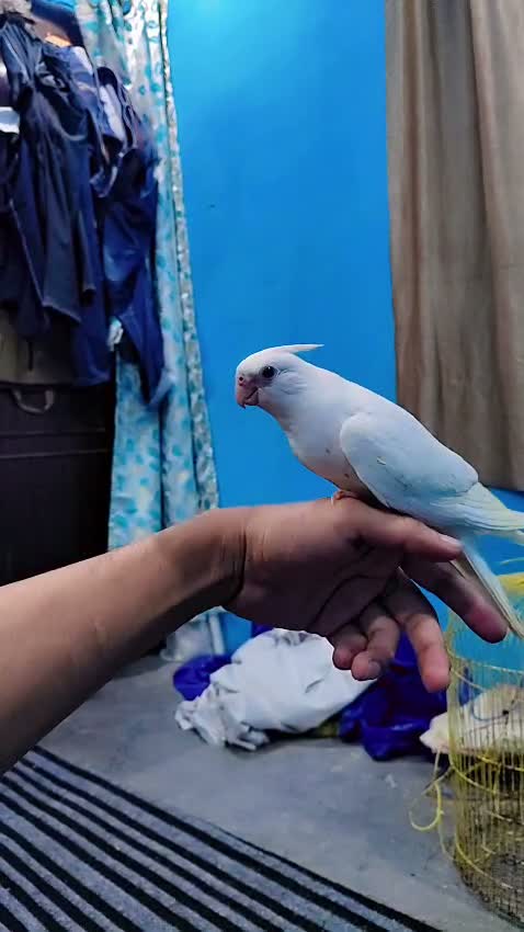 Cockatiel, farm video