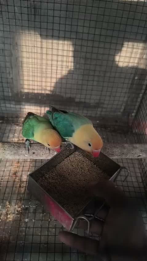 African Love Birds | Opaline, farm video