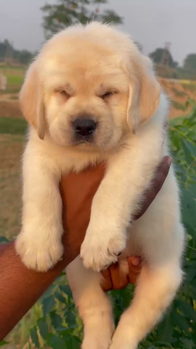 Beagle Black & Tan Puppy, farm video