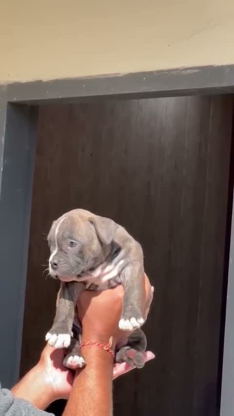 American Bully XL Size Puppy, farm video