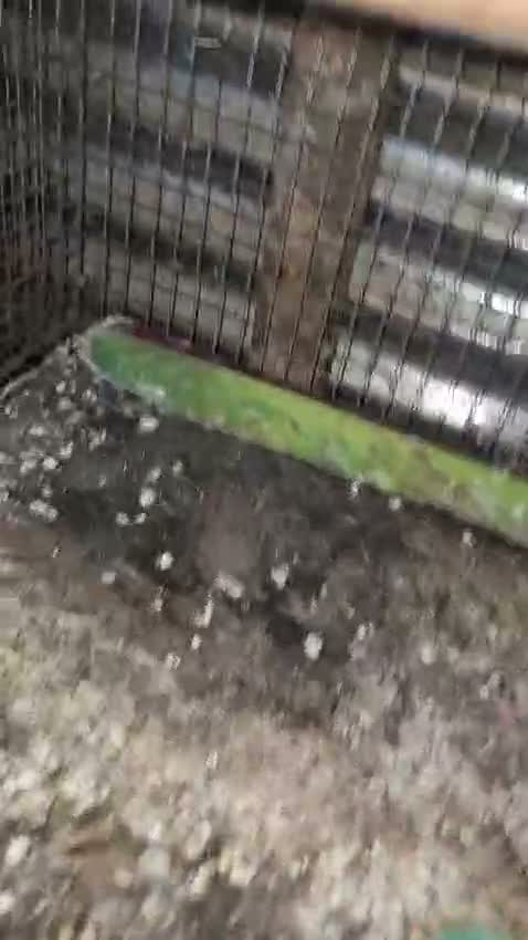 African Love Birds | Violet, farm video