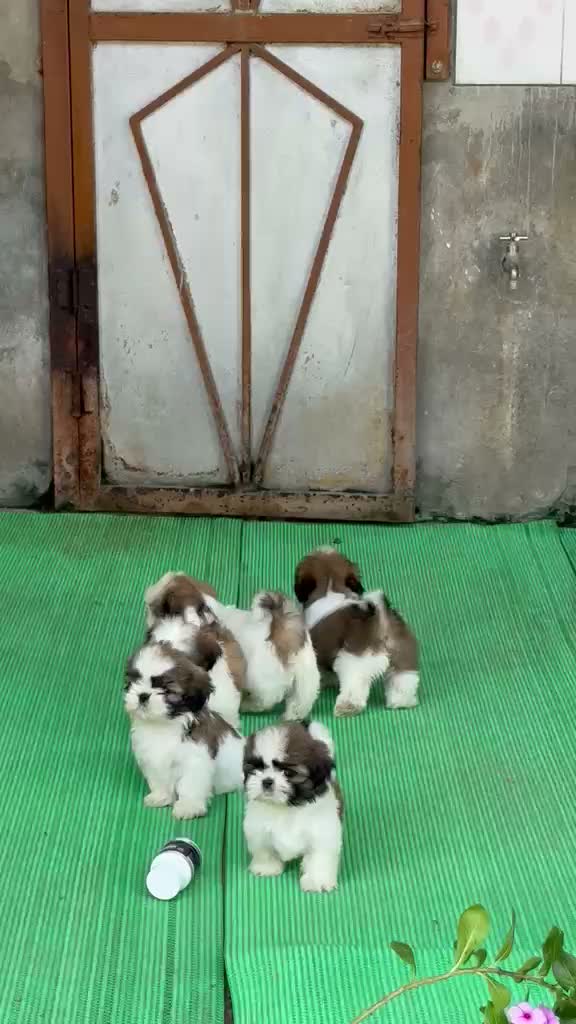 Dachshund Puppy | Brown & Tan, farm video