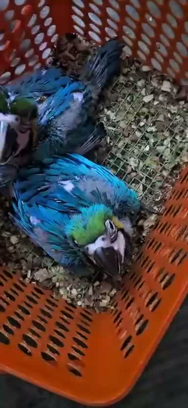 Blue Throated Conure, farm video