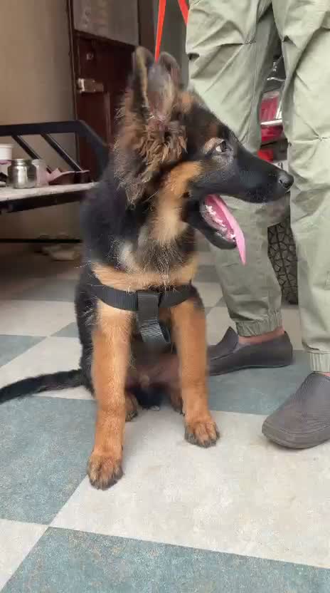 German Shepherd Puppy, farm video