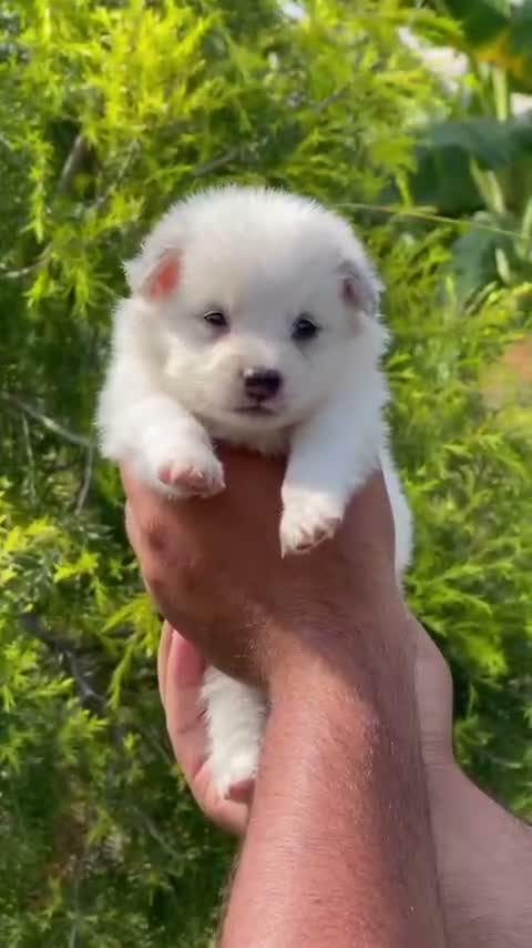 Pomeranian Puppy, farm video