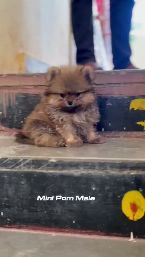 Pomeranian Puppy, farm video