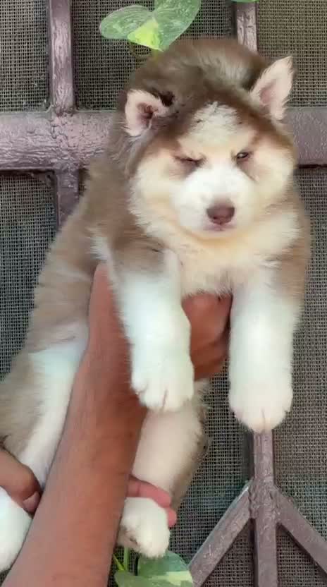 Siberian Husky Puppy | Black & White Color, farm video