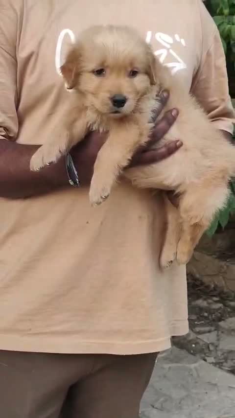 Golden Retriever, farm video