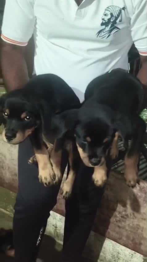 Dachshund Puppy | Brown & Tan, farm video