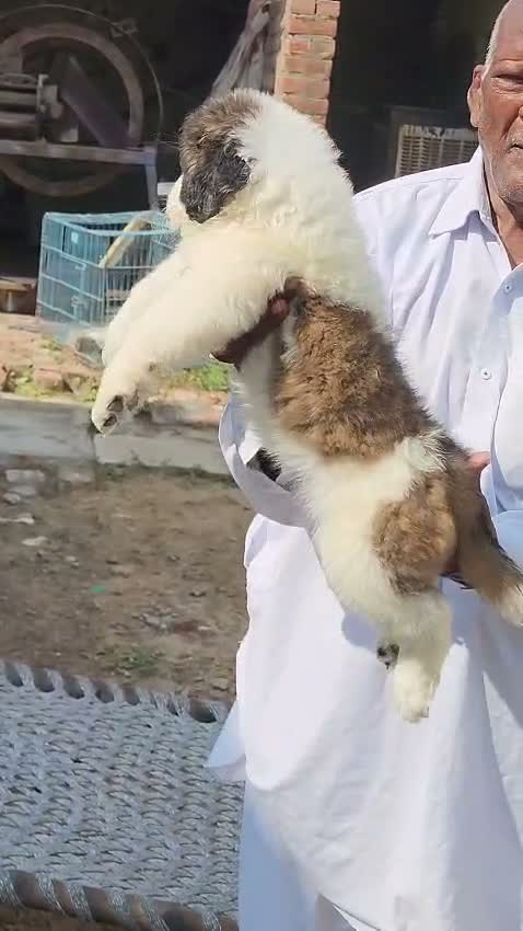 Saint Bernard Puppy, farm video