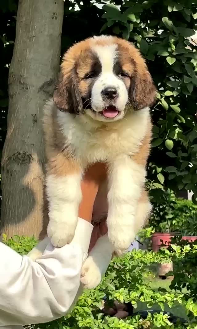Saint Bernard Puppy, farm video