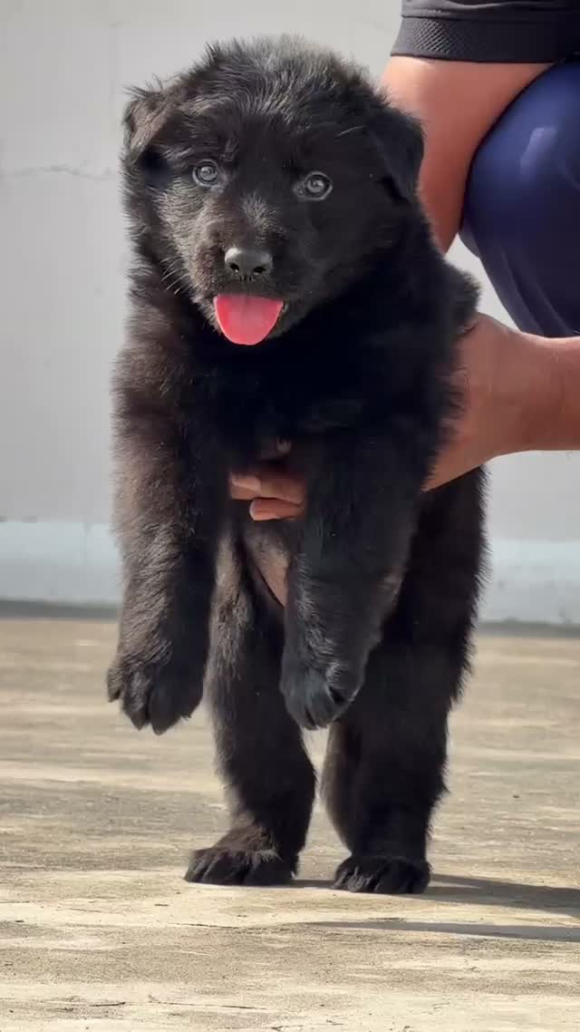 German Shepherd Puppy, farm video
