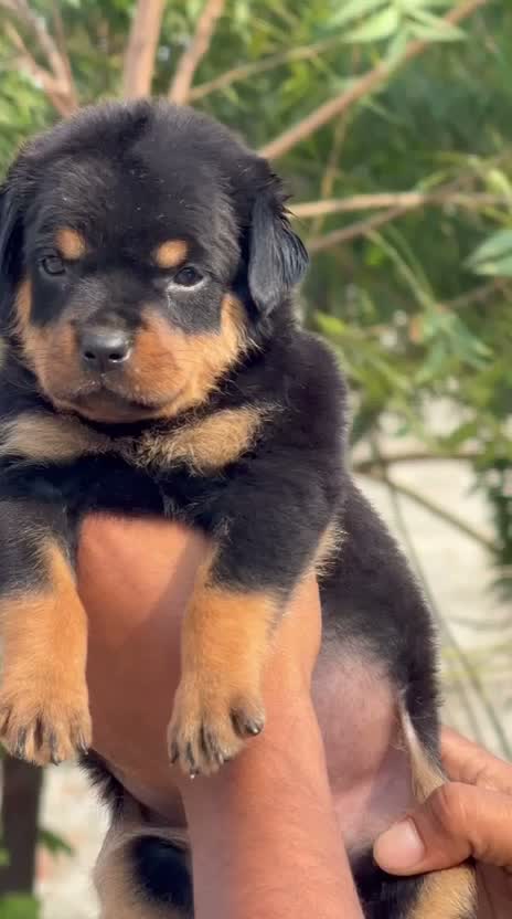 Rottweiler Puppy, farm video